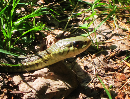 Eastern Garter Snake